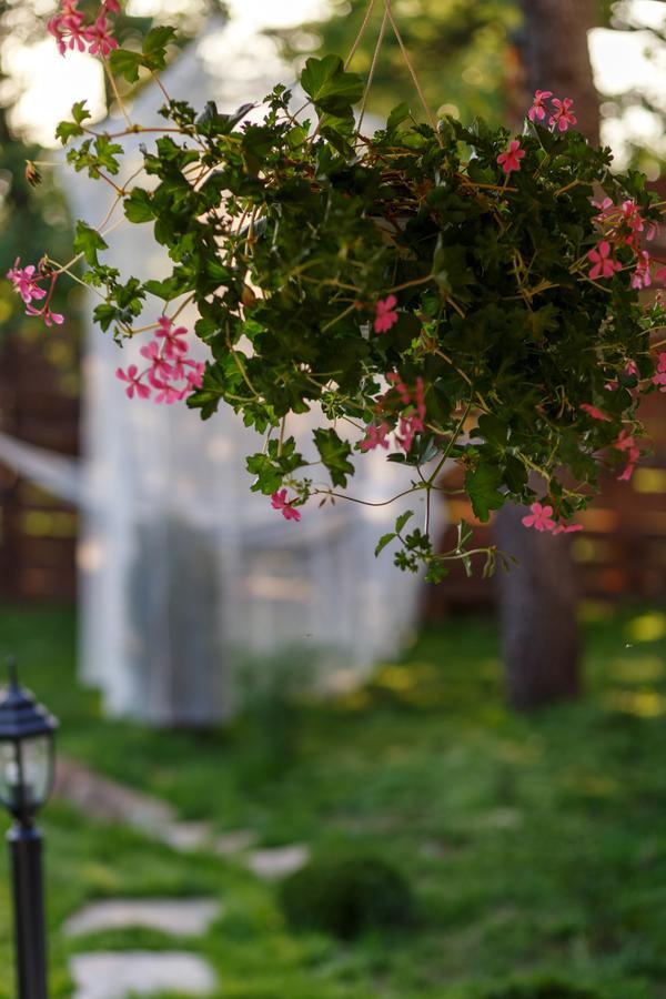 Villa Rose ベログラドチク エクステリア 写真